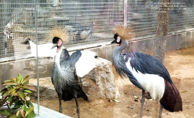 蓬萊黃金河動(dòng)物園