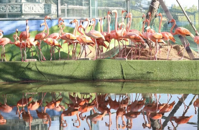 蓬萊黃金河動(dòng)物園