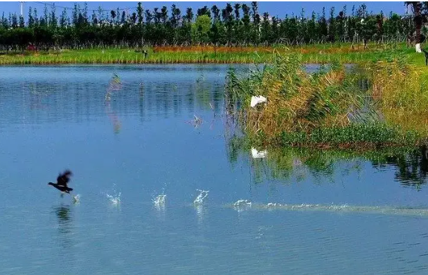 蘇州太湖湖濱國家濕地公園