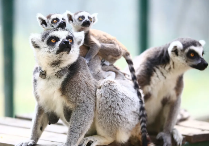 鄭州市動(dòng)物園