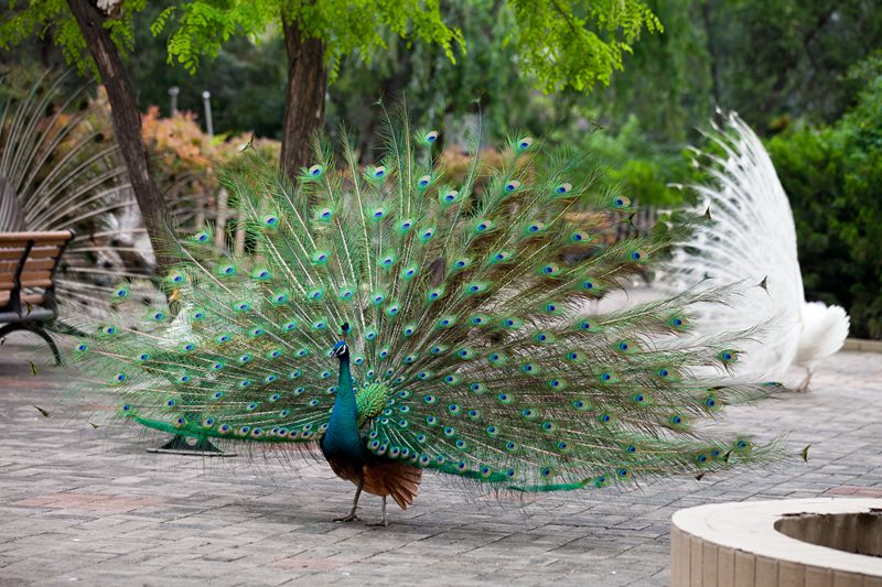 鄭州市動物園門票