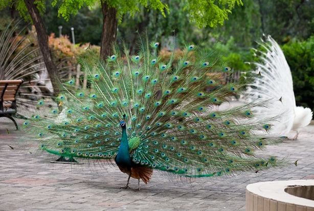 鄭州市動(dòng)物園