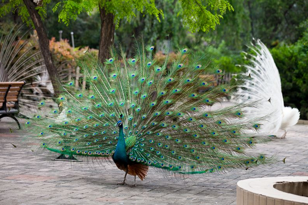 鄭州市動(dòng)物園