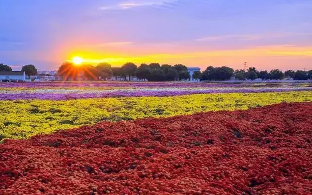 崇明智慧生態(tài)花卉園