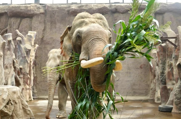 青島森林野生動物世界年卡 