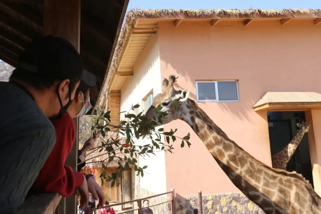 2024青島森林野生動物世界年卡.png