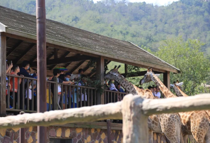 2024青島森林野生動物世界年卡.png