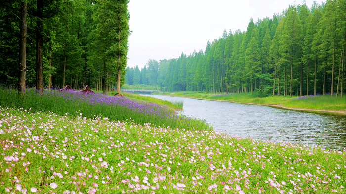 東臺(tái)黃海森林公園.png