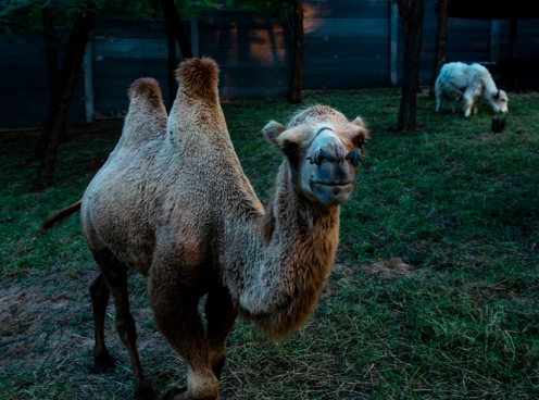 滑縣森林動物園2.png