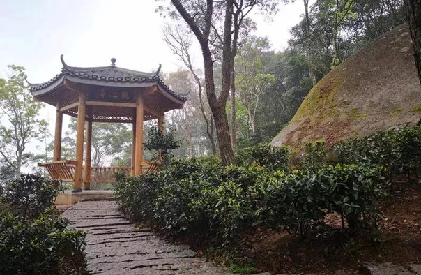 欽州石祖禪茶園