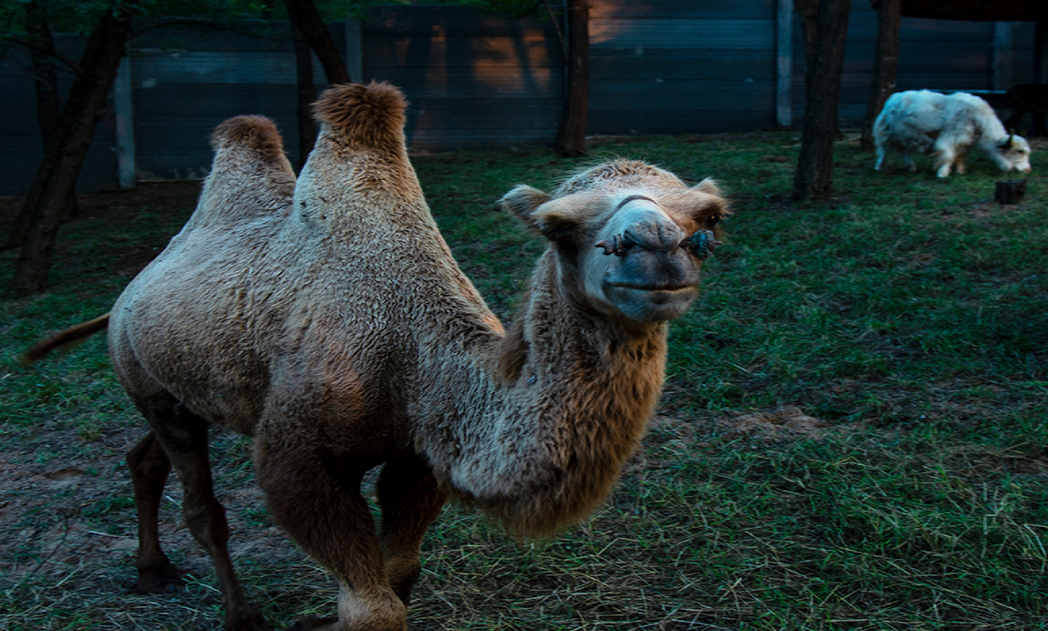 2024滑縣森林動物園門票+網(wǎng)上訂票+游玩時間