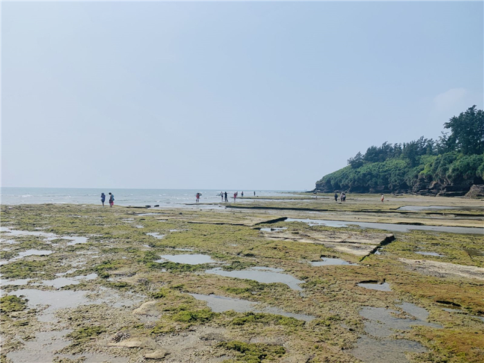 北海紅樹林天天趕海.jpg