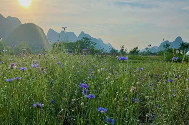 陽朔香草森林