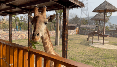 南京紫清湖野生動物園