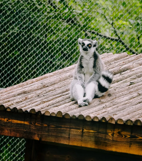 南京紫清湖野生動物園.png