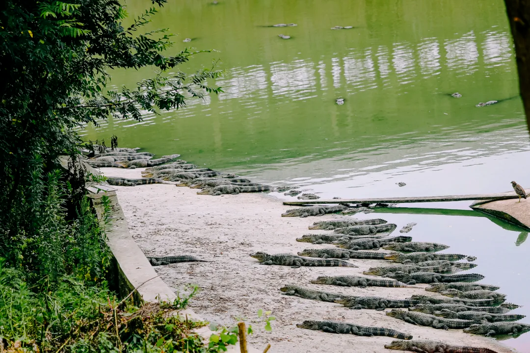 南京紫清湖野生動物園.png