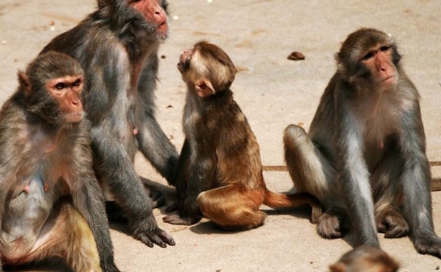 北京八達(dá)嶺野生動物園