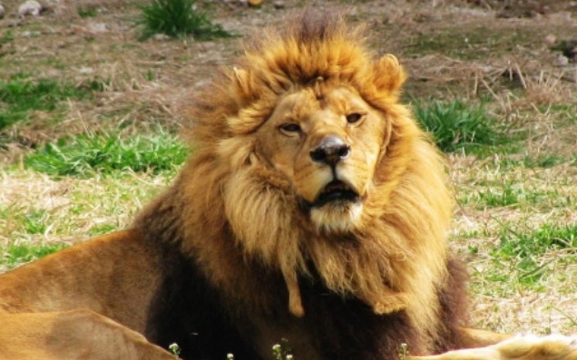 北京八達嶺野生動物園