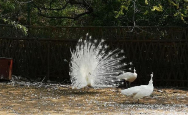 北京八達(dá)嶺野生動物園