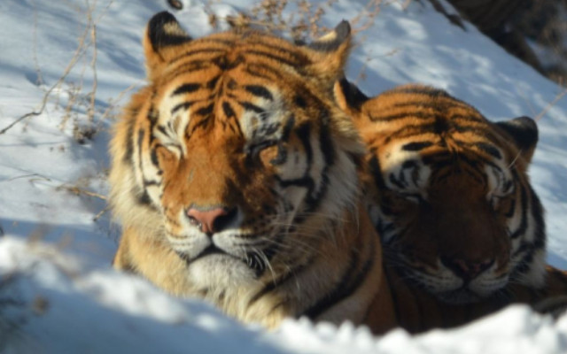 北京八達嶺野生動物園