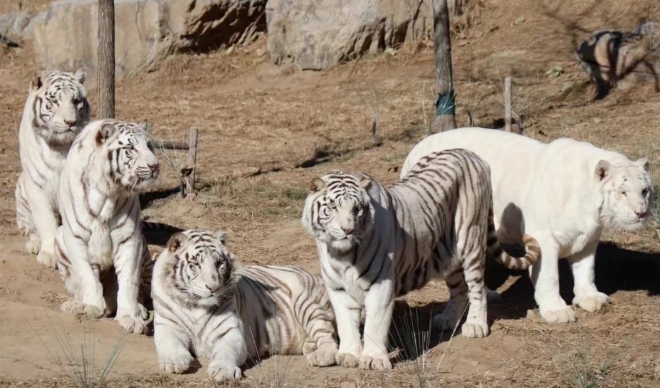 北京八達(dá)嶺野生動物園