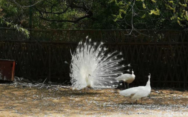 北京八達(dá)嶺野生動(dòng)物園.jpg