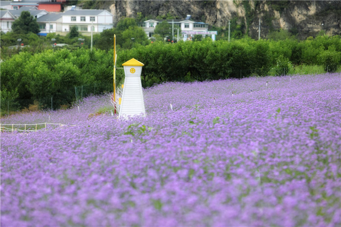 貴陽(yáng)永樂(lè)花海.jpg