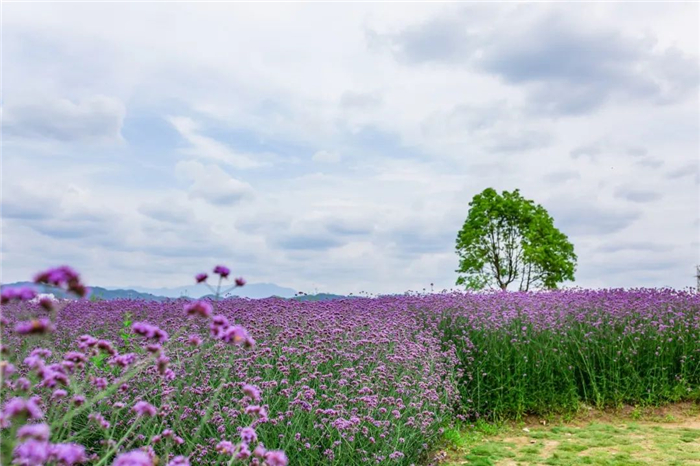 貴陽(yáng)永樂(lè)花海.jpg