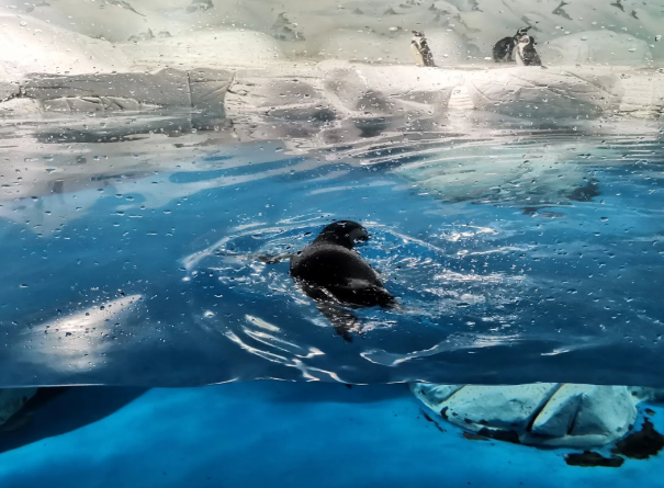 上海海洋水族館.png