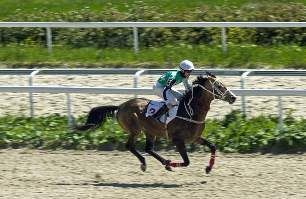 中國馬都蒙古馬表演.jpg