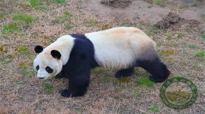 鹽城大豐港動物園3.jpg