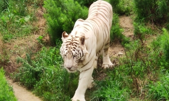 鹽城大豐港動物園