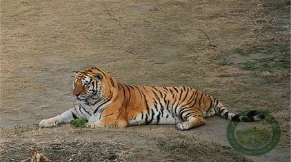 鹽城大豐港動物園4.jpg