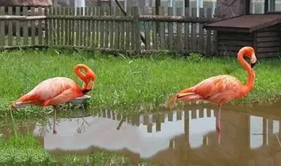 鹽城大豐港動物園