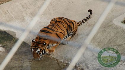 鹽城大豐港動物園2.jpg