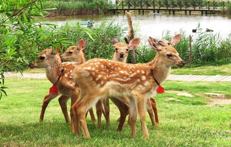 鹽城大豐港動(dòng)物園