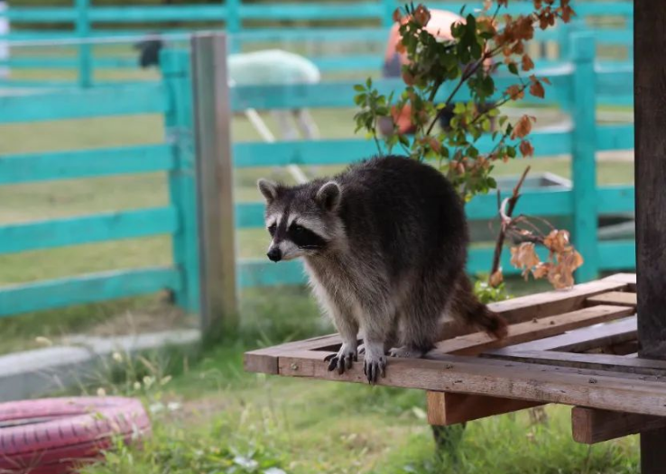 常州一號農(nóng)場萌動樂園3.png