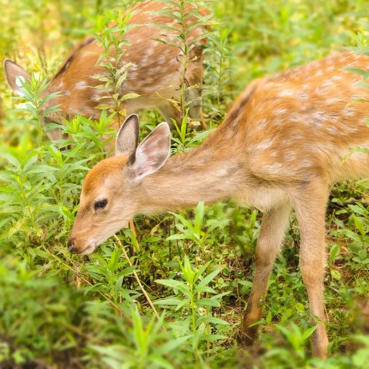 常州一號農(nóng)場萌動樂園