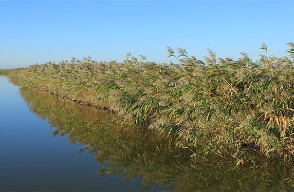 錦州東方華地城濕地公園.jpg