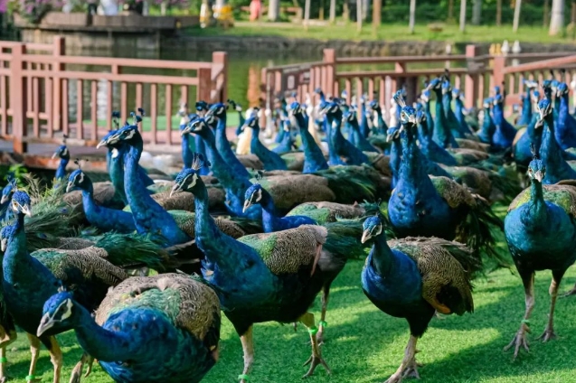 西雙版納森林公園