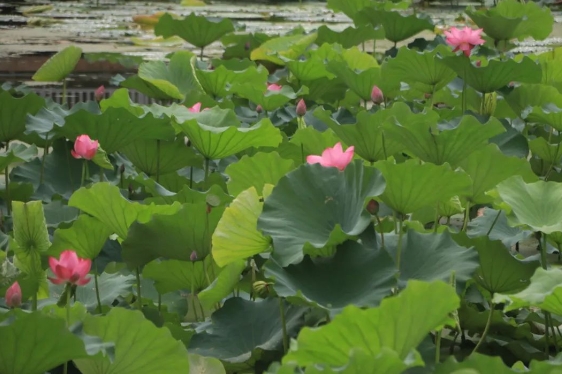 長(zhǎng)沙植物園