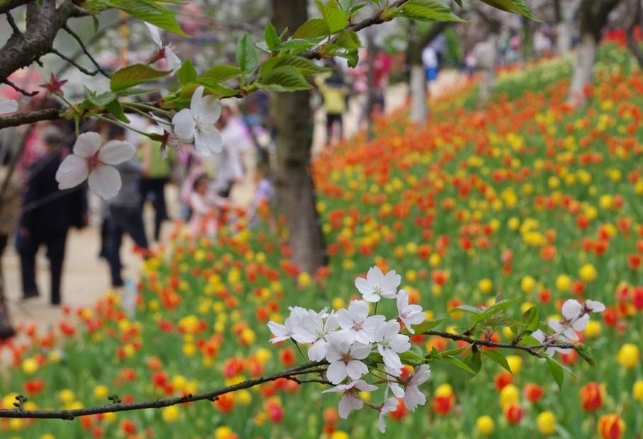 長(zhǎng)沙植物園2.png