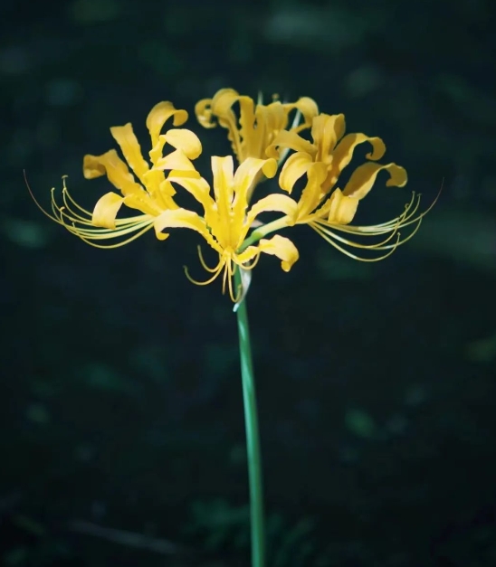 長(zhǎng)沙植物園