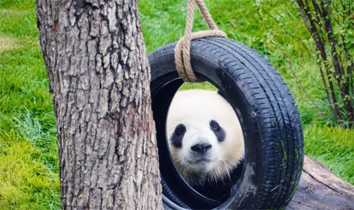 西寧熊貓館