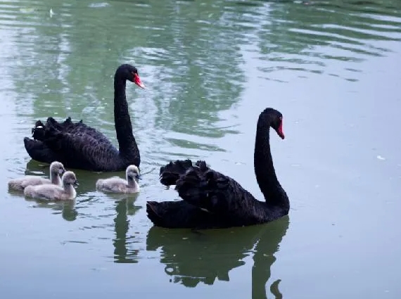 溱湖國家濕地公園