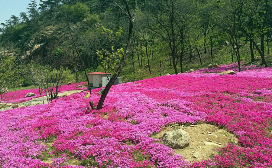 沂蒙山旅游區(qū)沂山景區(qū)2.png