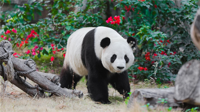 廈門靈玲動物王國