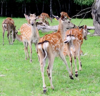 皇家鹿苑濕地公園