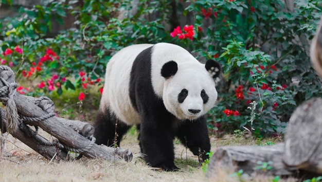 2025廈門靈玲動物王國簡介+門票價格+收費標準+導(dǎo)覽圖