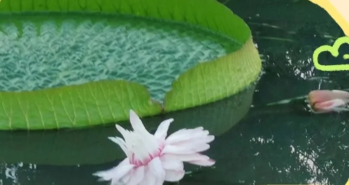 寧波植物園